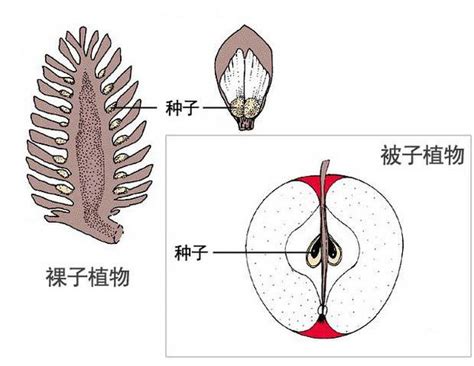 花生繁殖方式|花生是裸子植物吗？——揭开花生的真面目（探究花生。